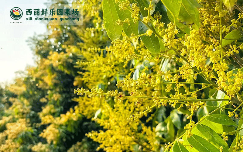 深圳南山；荔枝花盛开