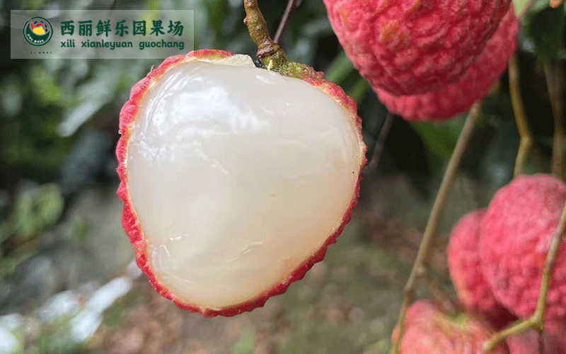 全省的荔枝唯独只爱深圳南山的荔枝