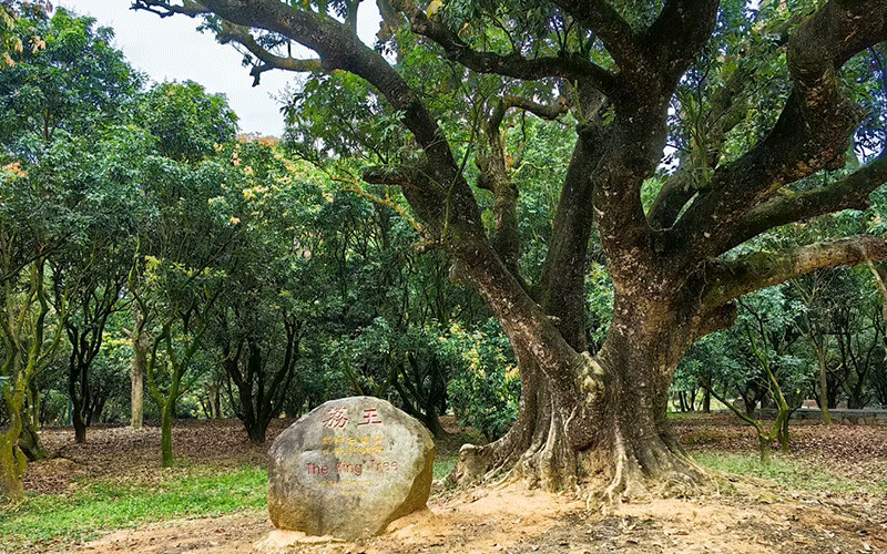 深圳荔枝节，南山区荔枝节